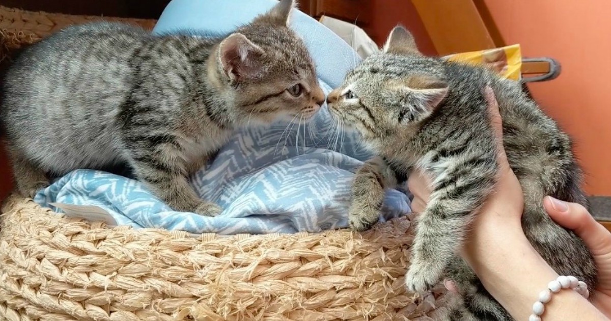 Искренняя дружба двух котят-бобтейлов