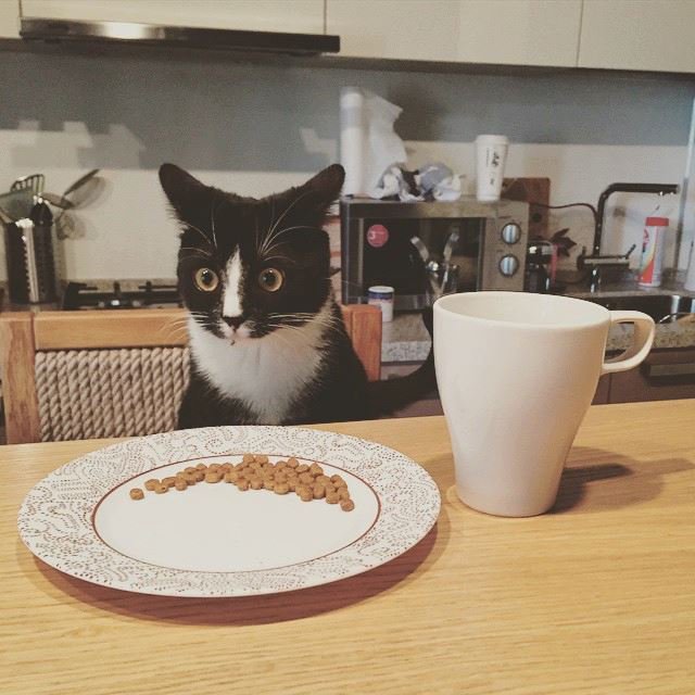 Какую еду со стола нельзя давать кошкам