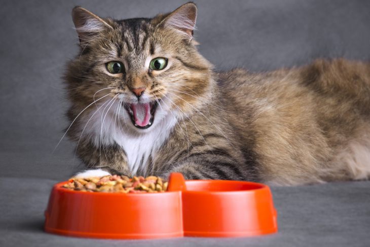 Топ 10 мифов о сухих кормах для кошек