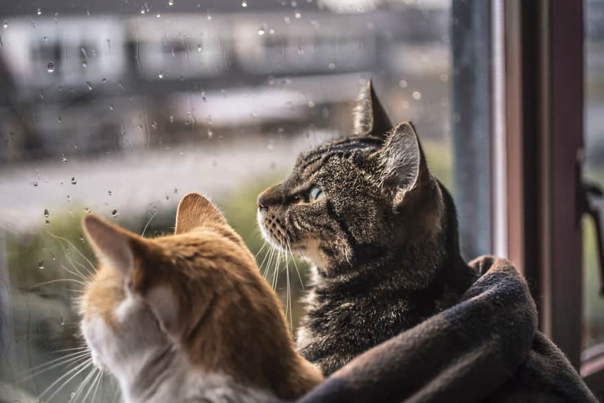Кошки во время дождя – полюбуйтесь