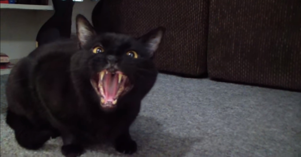 Ну прямо оперный певец: талантливый поющий котик