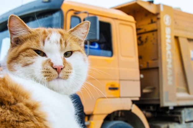 Популярный крымский кот по кличке Мостик