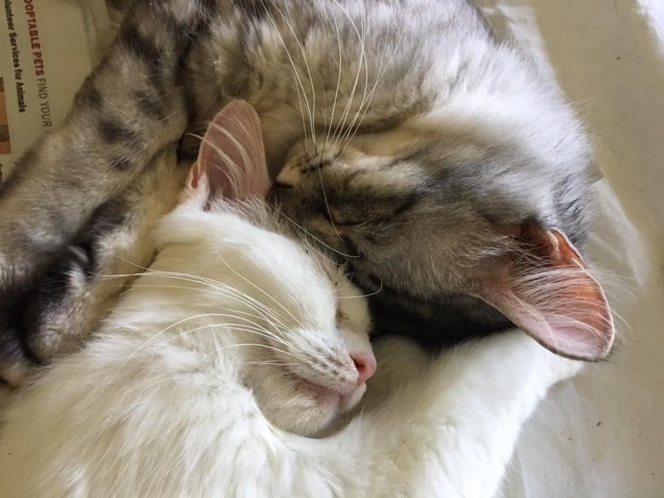 Заботливые котики: 2 крохотных брата старательно согревали сестрёнку