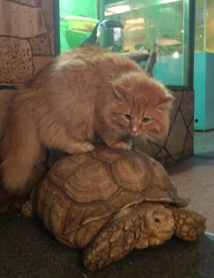 Пара черепах хотела сбежать из вольера, но им помешал кот Батон