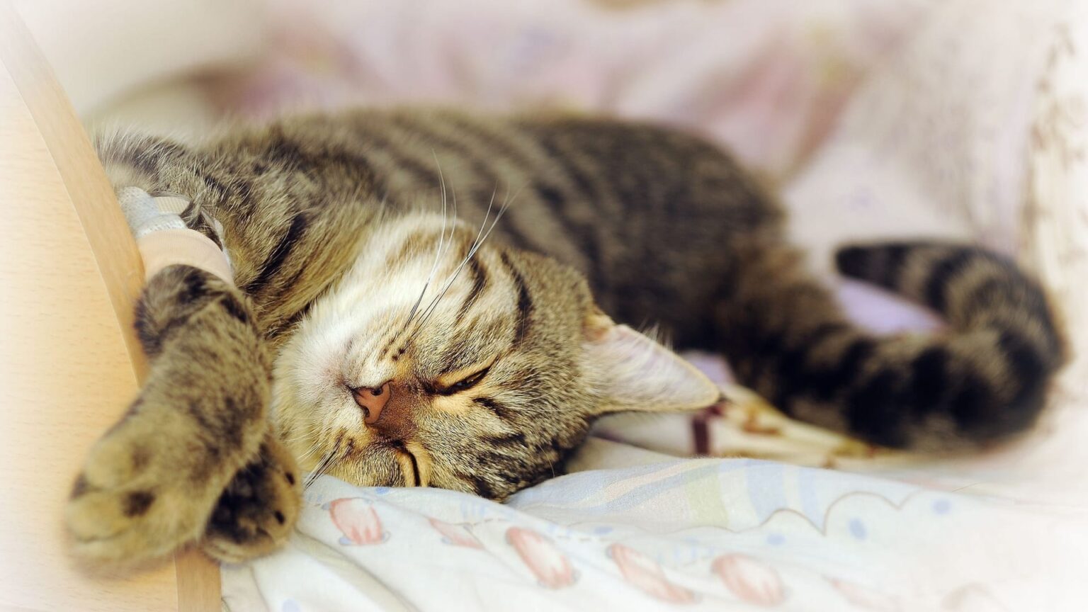 Довольно мурлыкает кошка. Спящие котята. Спящий котик. Котенок в кровати.
