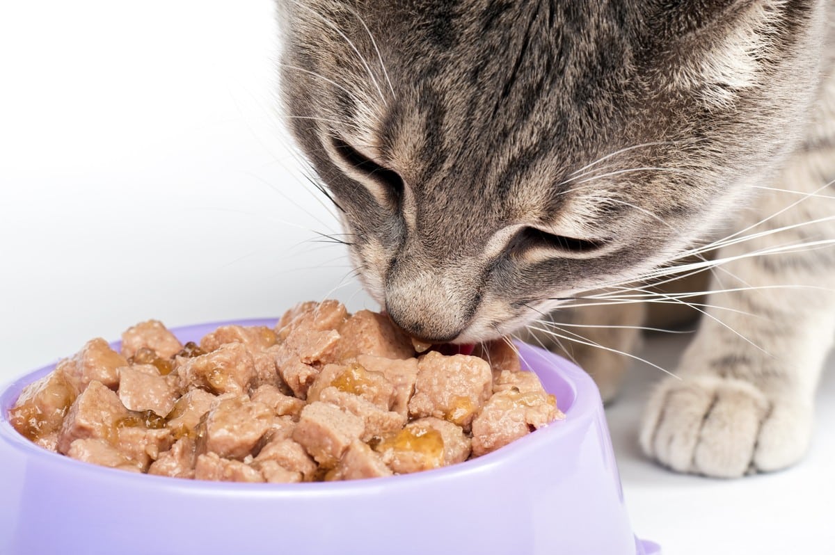 Какую еду со стола нельзя давать кошкам