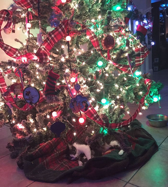 Рождественское чудо: милые котята скрасят любой праздник