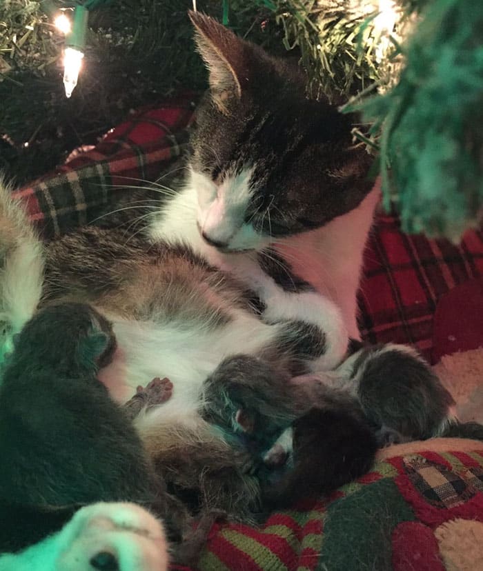 Рождественское чудо: милые котята скрасят любой праздник