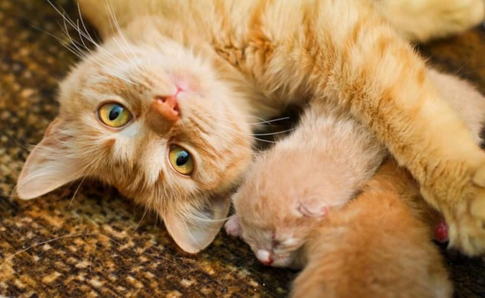 10 милых фото котят и их мам для хорошего настроения