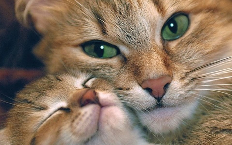 10 милых фото котят и их мам для хорошего настроения