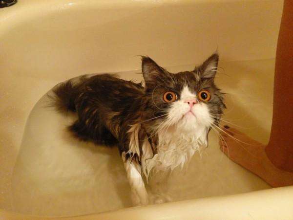 15 котиков, развенчивающих миф о том, что кошки не любят воду