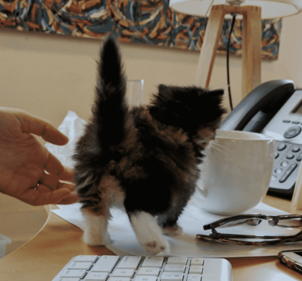 Жизнь офиса заиграла новыми красками с появлением котенка