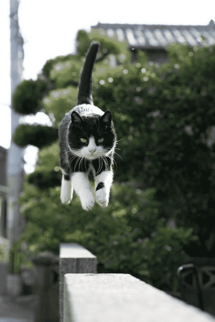 Забавные коты, которые катаются на невидимом транспорте