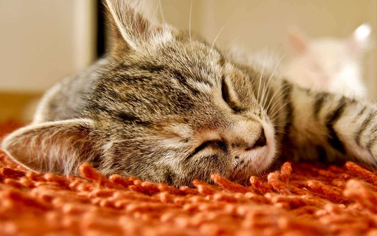 Почему большинство котиков очень любят много спать