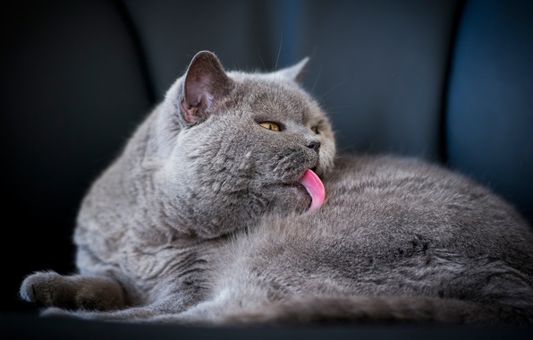 Как различить болезненные рвотные позывы у кота от естественных