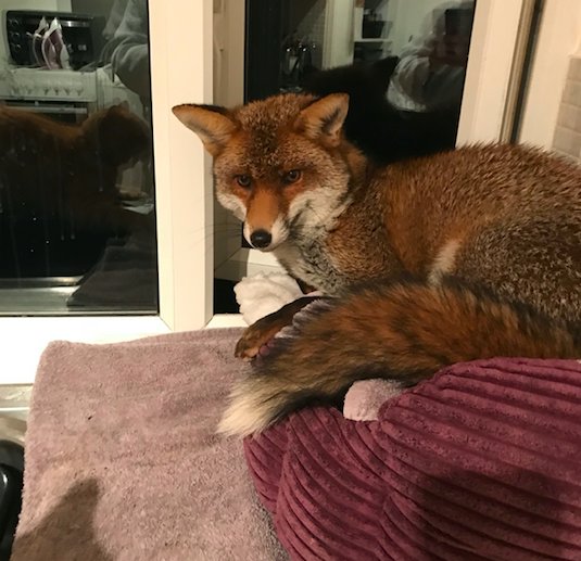 Рыжий лис пробрался в квартиру и занял кошачью кровать