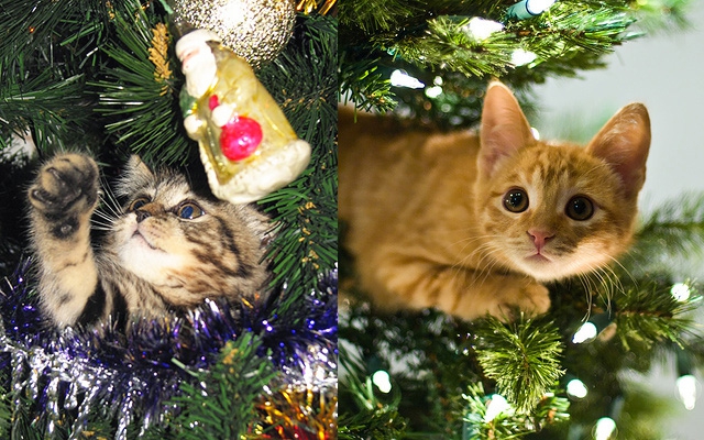 Фотодоказательства того, что наши коты с нетерпением ждут новый год