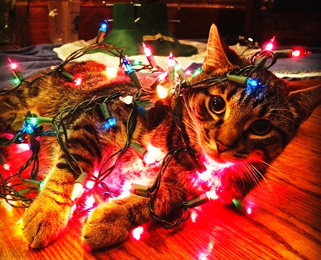 Фотодоказательства того, что наши коты с нетерпением ждут новый год