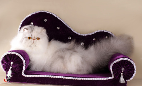 10 самых необычных домиков для котов