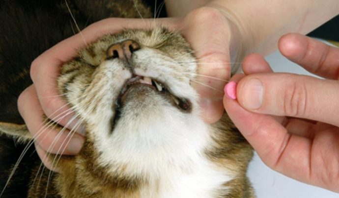 Как давать кошке таблетки, капсулы и жидкие препараты