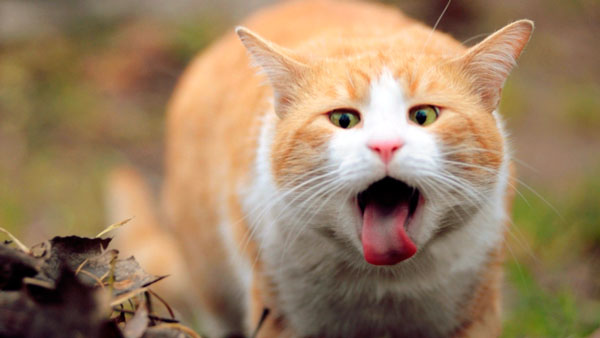 Как различить болезненные рвотные позывы у кота от естественных