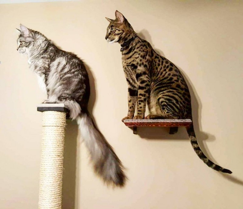 Сигнус – кот с самым длинным хвостом в мире