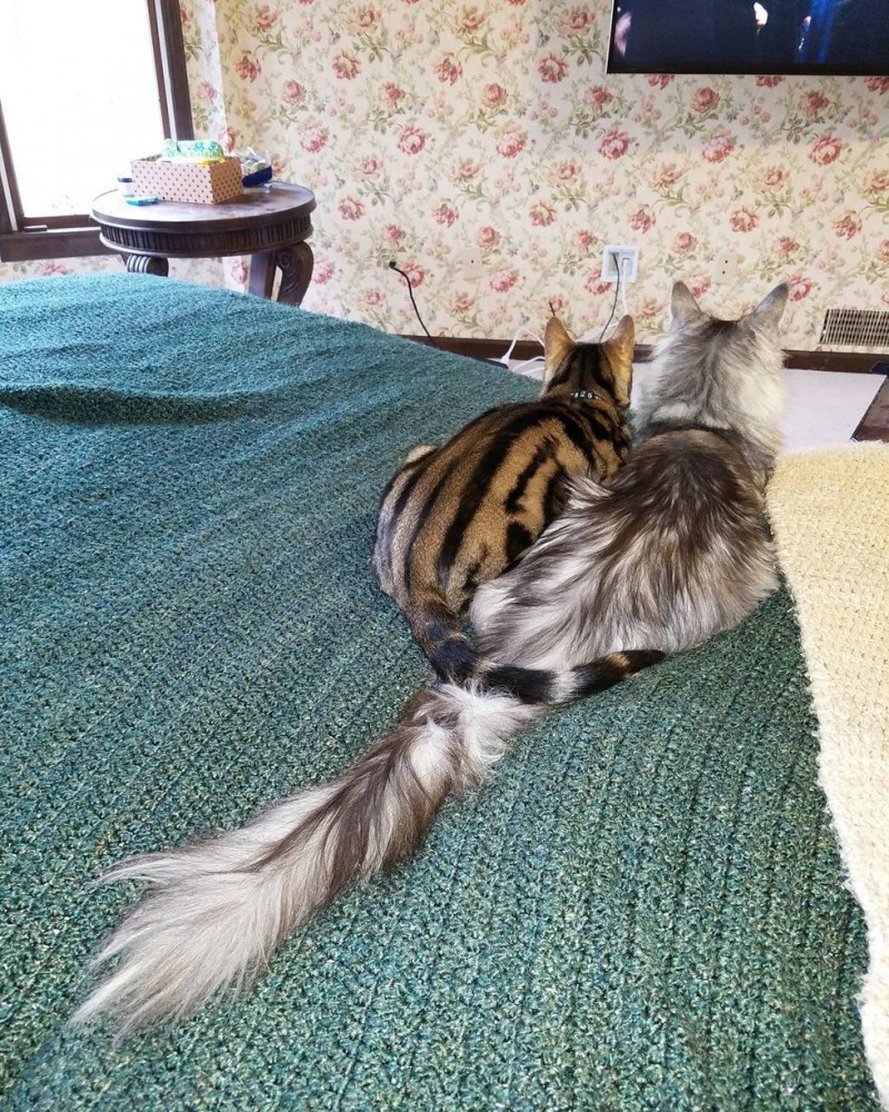 Сигнус – кот с самым длинным хвостом в мире