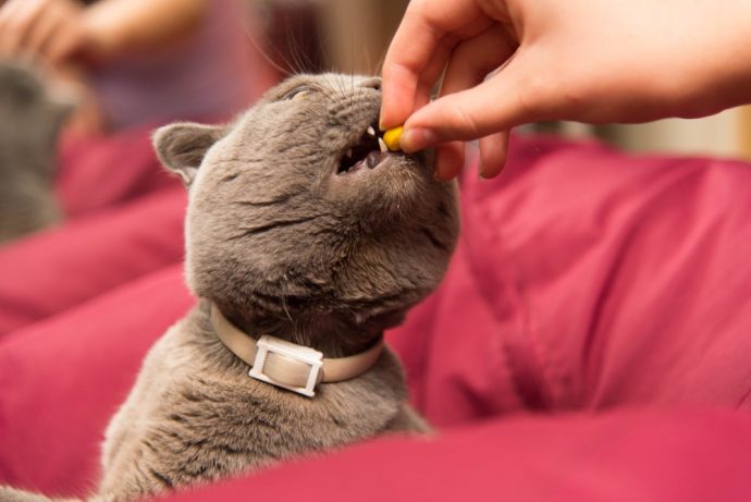 Как давать кошке таблетки, капсулы и жидкие препараты