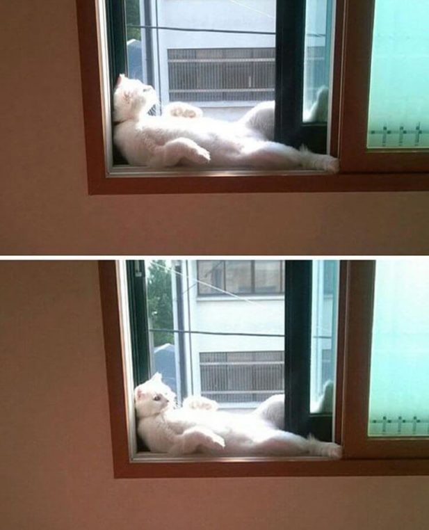 Коты, которые обожают принимать солнечные ванны