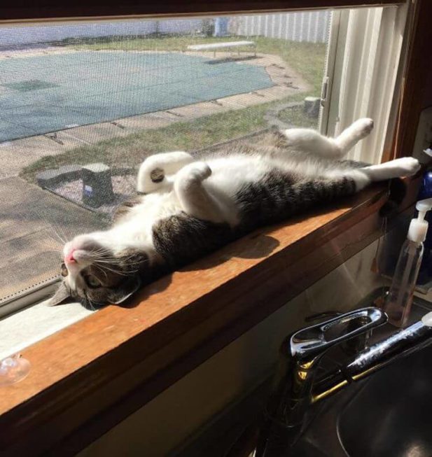 Коты, которые обожают принимать солнечные ванны