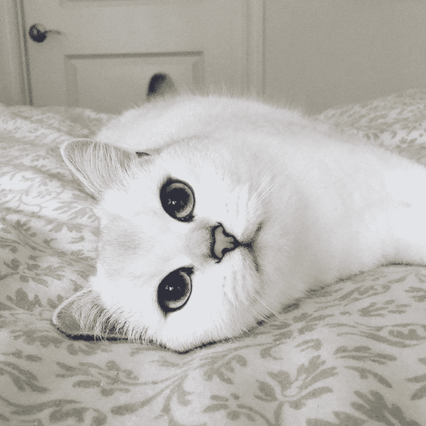Котик с выразительными глазами: 15 красивых фото