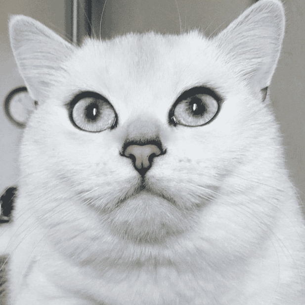 Котик с выразительными глазами: 15 красивых фото