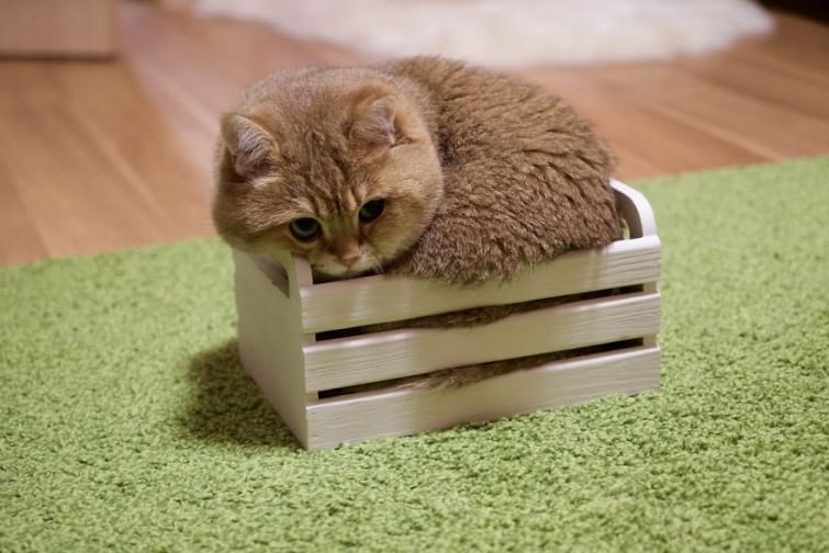 Хосико — кот, как две капли воды похожий на кота в сапогах из «Шрека»