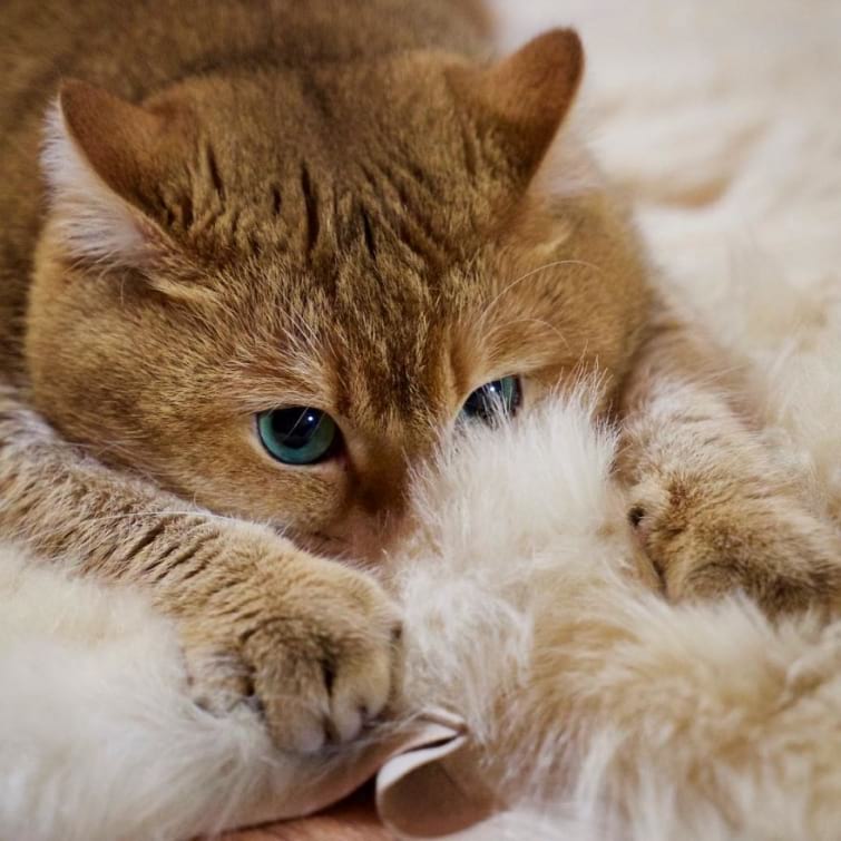 Хосико — кот, как две капли воды похожий на кота в сапогах из «Шрека»