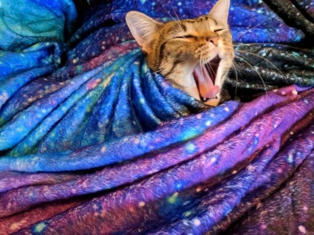 20 забавных фото, в которых видна вся суть котов