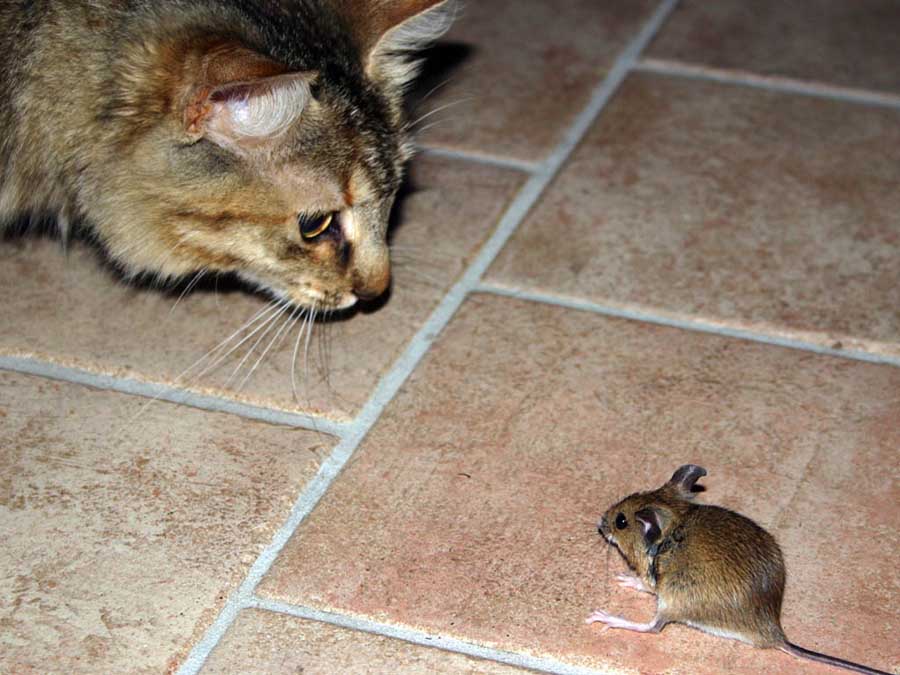 Почему кот приносит мышей хозяину