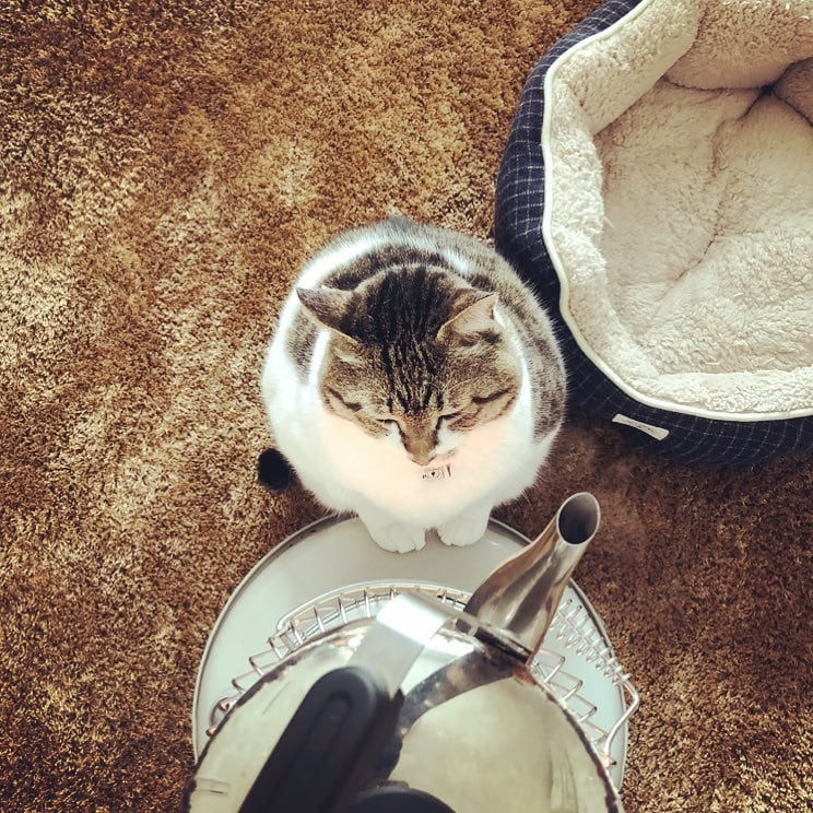 Толстенький котик Бусао выбрал лучший способ, как согреться в холодную зиму