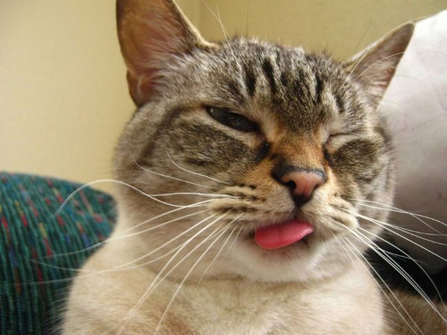 11 котиков, которые забыли убрать свой язык