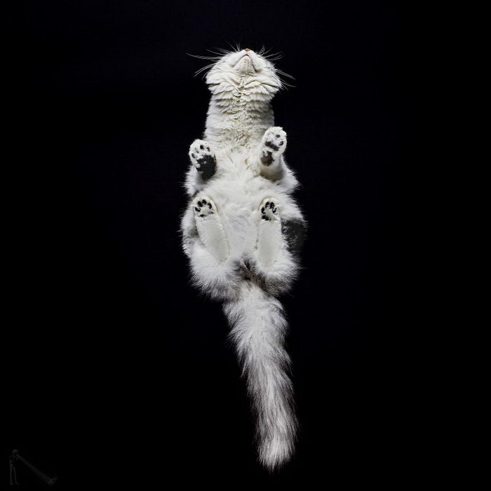 Фотограф выбрал интересный способ запечатлеть красоту котеек