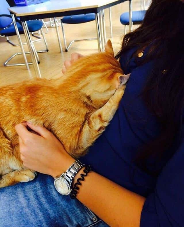 Котик стал лучшим другом студентов
