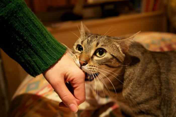 10 способов, с помощью которых кошка выражает свою любовь к вам