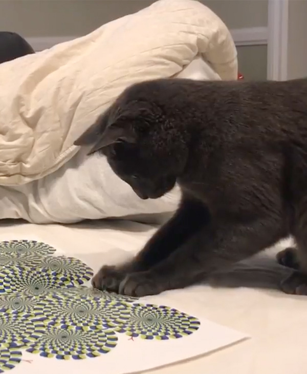 Кошка пришла в недоумение от оптической иллюзии