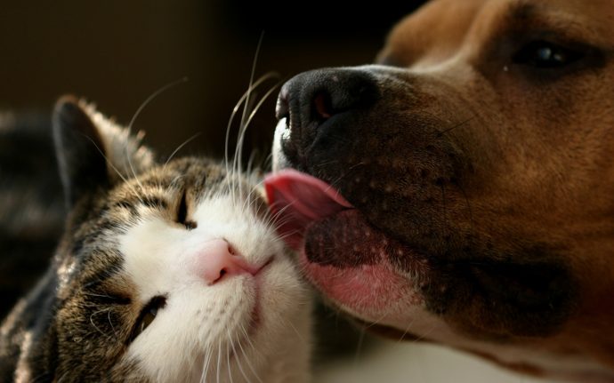 Как сдружить котенка и собаку: жизненная история и практичные советы