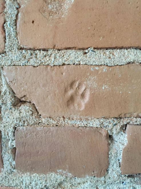 10 фото, где кошки оставили свои следы