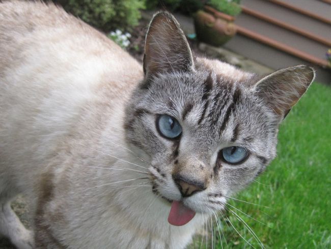11 котиков, которые забыли убрать свой язык