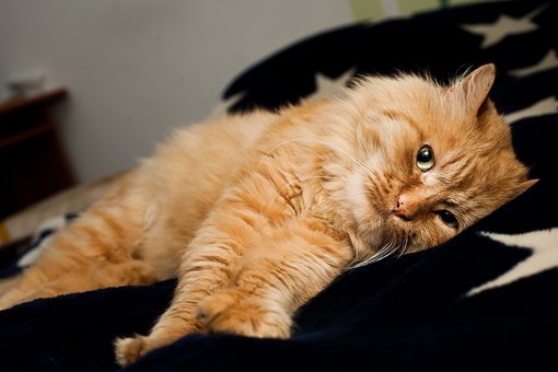 Жизненная зарисовка про кота Рыжика: вот почему я хочу быть котом