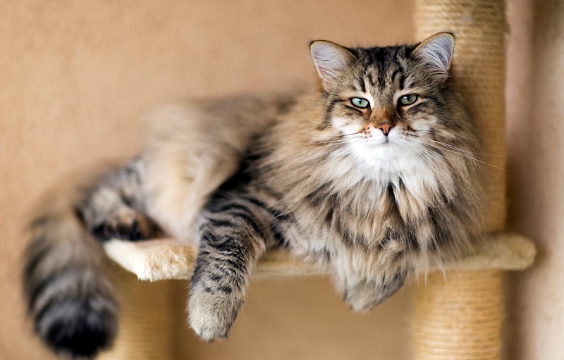Характер сибирской кошки — широкая душа и теплая шубка