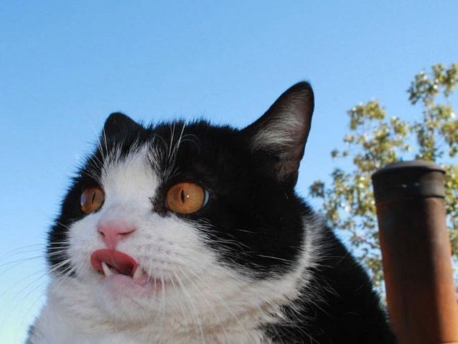 20 доказательств того, что коты не всегда бывают фотогеничными