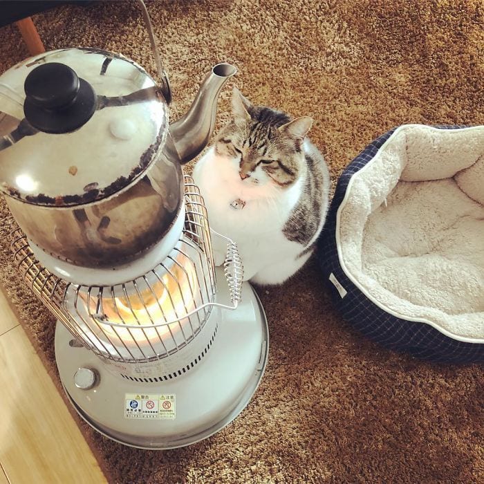 Толстенький котик Бусао выбрал лучший способ, как согреться в холодную зиму