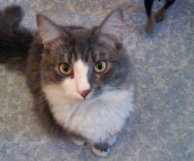 Рассказ кота Адольфа, который случайно потерялся на 6 лет
